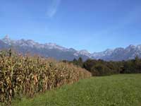 Veneto Agricoltura, monitoraggi nella produzione regionale di mais
